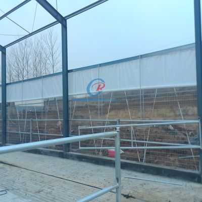 Budowa stalowo-metalowej szopy, prefabrykowana stalowa szopa dla hodowli mlecznej